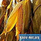 Cik ausis var radīt kukurūzas augs?