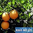 Наскільки глибоко заглиблюються помаранчеві коріння?