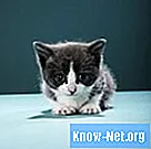 Hemmet för katter med nysningar och hosta