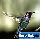 Nektaropskrift på kolibrier