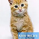 Kā kaķiem var sajaukt amoksicilīnu ar klavulanātu un prednizonu?