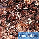 Domáci liek na hasenie mravcov - Život
