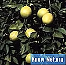 Remèdes naturels pour les stries d'acariens de citron