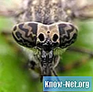 Саморобний відлякувач для кінських мух - Життя