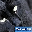 Здравствени ризици изазвани урином мачака - Живот