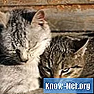 Az ivermektin helyi kezelése macskákban