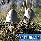 Tipi di funghi bianchi che crescono nell'erba