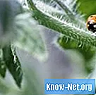Tipi di insetti che si nutrono di piante