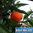 가시가있는 오렌지 나무의 종류
