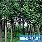 Породы древесины кедра