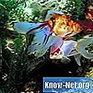 Puiduliigid, mida saab paigutada magevee akvaariumi