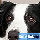 イヌの白内障の自然な治療
