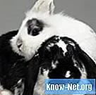 Apakah mungkin memelihara dua ekor kelinci betina dalam satu kandang?