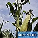 Est-il possible de planter des haricots et du maïs ensemble?