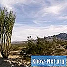 Як рослини пустелі пристосовуються до навколишнього середовища?