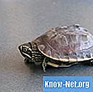 Hur matar sköldpaddor? - Vetenskap