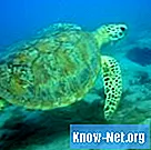Kuidas kilpkonnad vee all hingavad?