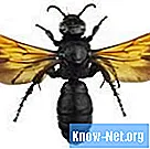 Hvordan reproducerer hveps - Videnskab