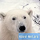 Как белые медведи защищаются от холода?