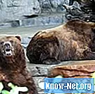 Hvordan parrer bjørner seg?