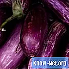 Hur man beskär en aubergine