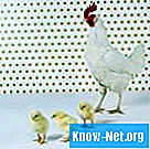 Kako zaščititi piščance pred plenilci