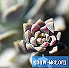 Hvordan gjenopprette en visende Echeveria-plante
