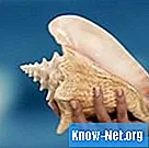 Hvordan fjerne en snegle fra skallet