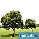 Hogyan lehet egy fát helyreállítani - Tudomány