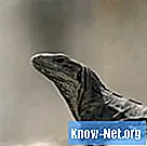 ¿Cómo se reproducen los reptiles? - Ciencias