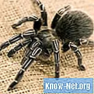 Kā uzzināt tarantulas dzimumu