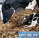 Come capire quando una mucca è pronta per il parto