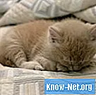 Cara Menyelamatkan Kucing yang Baru Lahir dan Prematur Tanpa Induk