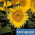 Hur man torkar solrosor för blomsterarrangemang