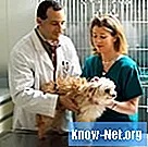 Jak pobrać próbki krwi od psa jako technika weterynarii