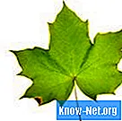 Jak usunąć chlorofil z liści