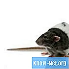 Kako spraviti podgane iz skrivališča - Znanost