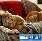 Jak leczyć świerzb psów za pomocą cefaleksyny
