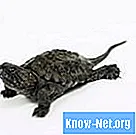 Wie man Pilze bei Schildkröten behandelt - Wissenschaft