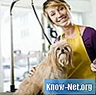 Cara merawat anjing yang terluka oleh mesin perawatan