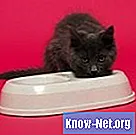 Problemas con un gato que bebe demasiada agua