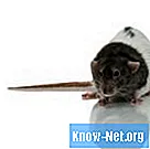 Qu'est-ce que les souris domestiques aiment ronger? - Science
