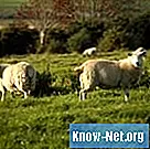 Kaj je ovčji loj