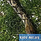 Hvad adskiller pythoner fra andre kæmpe slanger?