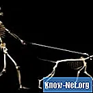 Skelettsystemet hos däggdjur - Vetenskap
