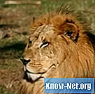 Andningssystemet hos ett afrikanskt lejon