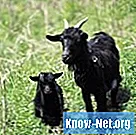 A kecske szülésének jelei - Tudomány