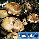 À quoi servent les champignons? - Science