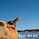 Piante e animali nel deserto dell'Australia - Scienza