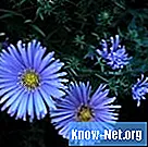 Trvalky s kvetmi podobnými sedmokráske - Veda